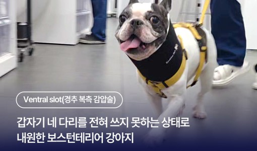 경추 디스크로 쓰러진 강아지(보스…