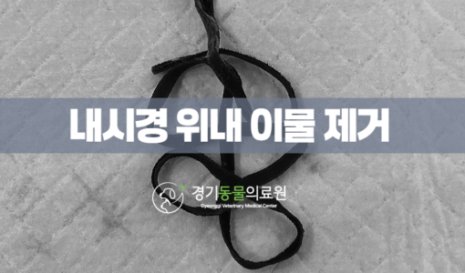 고양이 구토 끈이물 섭취