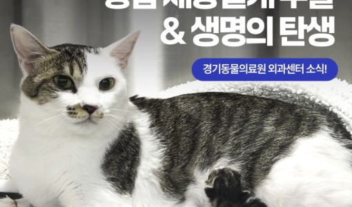 임신한 고양이의 응급 제왕절개 수…