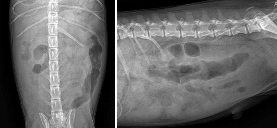 ef42058414de4d4cd3153ce373c8328b_1766589161_6868.png ef42058414de4d4cd3153ce373c8328b_1766589161_6868.png