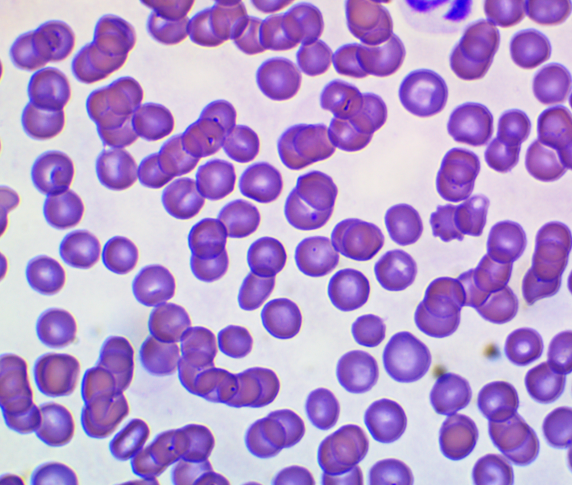 f145560b7e0f0bac7bbb285ed8ef4067_1771927787_0796.png f145560b7e0f0bac7bbb285ed8ef4067_1771927787_0796.png