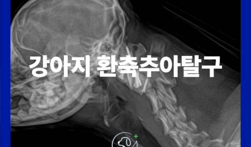 강아지 환축추 아탈구(AAI) 수…