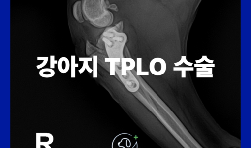 강아지 십자인대 단열 수술(TPL…