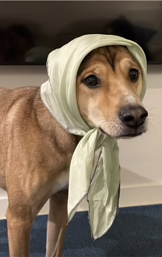 45dea41c691aea1975c51c7a51847d38_1775060038_3165.png 45dea41c691aea1975c51c7a51847d38_1775060038_3165.png