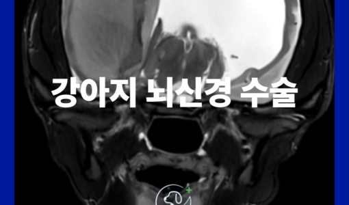 강아지 뇌신경수술