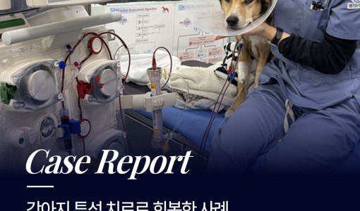 강아지 급성신장손상(AKI), 강…