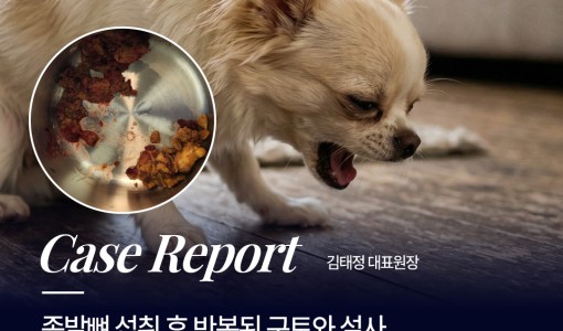 강아지 장폐색 수술 사례, 족발뼈…
