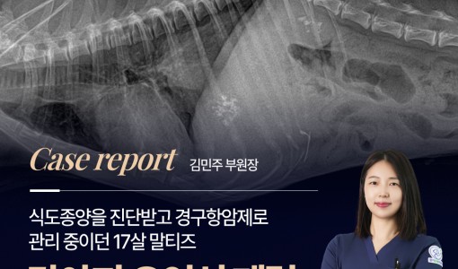 말티즈 강아지의 오연성 폐렴 치료…