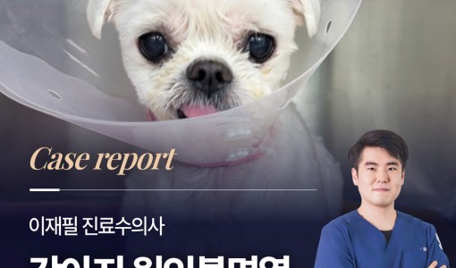 강아지 원인불명열(FUO), 항생…