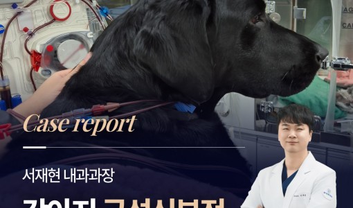 강아지 급성신부전 혈액투석 치료 …