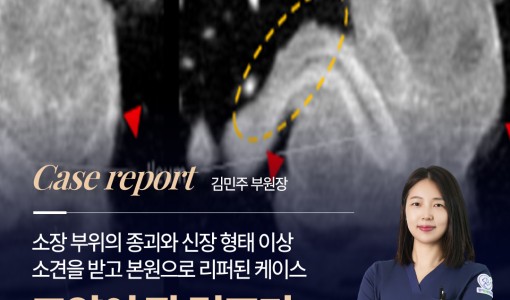 고양이 림프종(림포마), 스코티시…