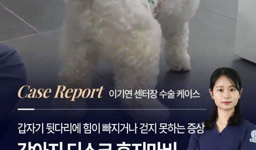 강아지 디스크(IVDD)로 후지마…