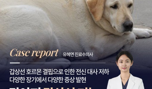 강아지 갑상선 기능 저하증, 활동…